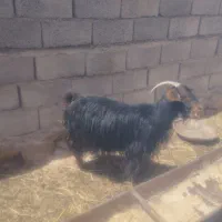 بز جوان گلگی