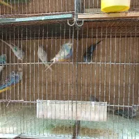 مرغ عشق