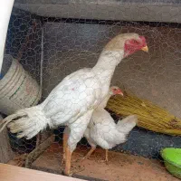 حیوانات مزرعه