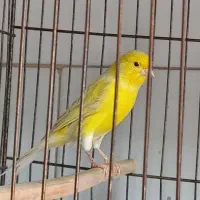 دو تا جوجه قناری سهره