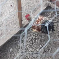 یک عددخروس برنجی