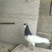 کبوتر|پرنده|فسا, |دیوار