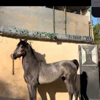 اسب نریان دو ساله
