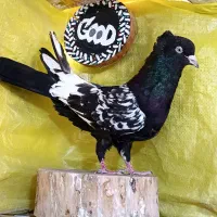 کفتر جوجه سینه  زرد
