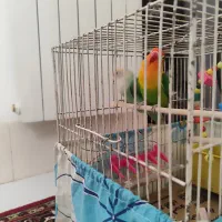 یک جفت طوطی برزیلی سالم
