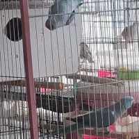 ملنگو آبی جفت جوجه بده