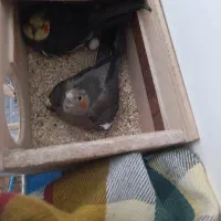 عروس هلندی مولد