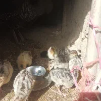 جوجه بوقلمون و جوجه مرغ