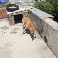 سگ سرابی|سگ|آزادشهر, |دیوار