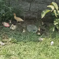 جوجه اردک و خروس