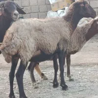 سه عدد میش قزل افشار درشت برای نگهداری