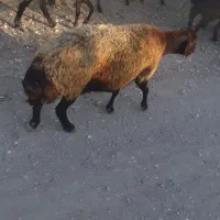 میش چاق سرک دار