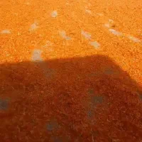پودر گوجه خوراک دام و طیور