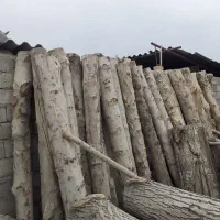 خرید و برش چوب و قطع درختان جنگلی و باغی