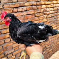 جوجه/خروس  قربانی/نگهداری