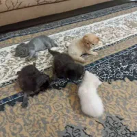 گربه بریتیش اسکاتیش