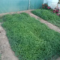 نهال گوجه بادمجان فلفل ارزان
