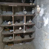 معاوضه تعدادی کبوتر با کوتوله ،عروس هلندی ،گرینجگ،
