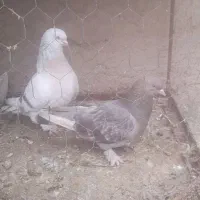 سوسنی|پرنده|بیضا, |دیوار