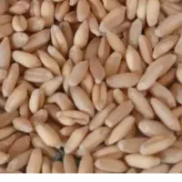 گندم دیمی|عمدهفروشی|کوهین, |دیوار