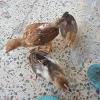 جوج گلین جوج
