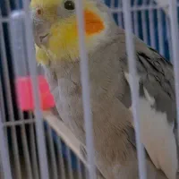 عروس هلندی گم شده