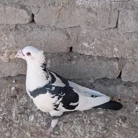 نر پلنگ