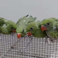 خرید فروش انواع طوطیسانان رام وحشی سخنگو سرلاکی