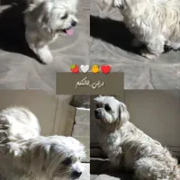 سگ پشمالو پا کوتاه