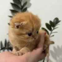 گربه بریتیش ماده