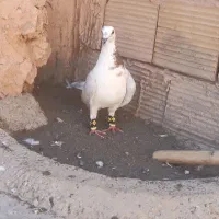 کبوتر پرشی