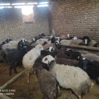 گوسفند نر واسه قربانی