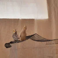 عروس هلندی