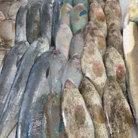 ماهی و میگو بوشهر