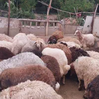 گوسفند زنده شبانه روزی به تمام نقاط تهران