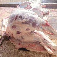 معامله گاو دست پا شکسته ب قیمت منصفانه
