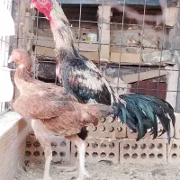 تخم نطفه دار لاری