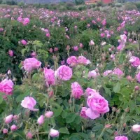 گلستان گل محمدی 1000متر