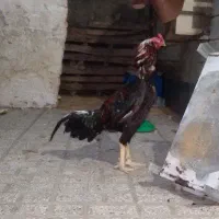خروس لاری