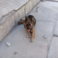 سگ ژرمن شولاین اصیل