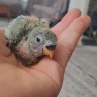 جوجه طوطی برزیلی