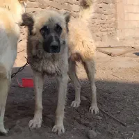 سرابی