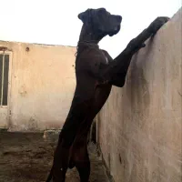 سگ گریت دین نر و ماده