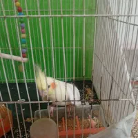 عروس هلندی لیتینو نر