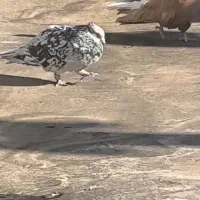 کبوتر یاکفتر