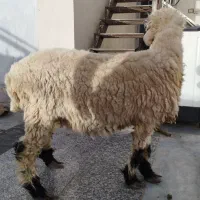 قوچ جوان وسرحال