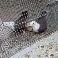 کربلایی مخمل پالخت نروماده