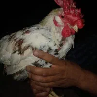 خروس گلین
