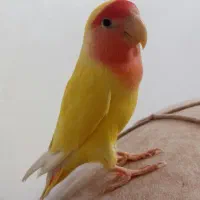 کوتوله برزیلی