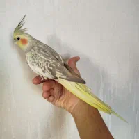 عروس هلندی